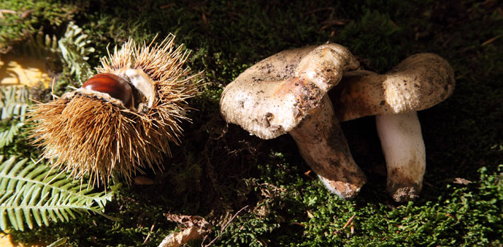 sagra funghi benevento